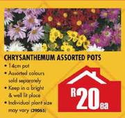 Chrysanthemum Assorted Pots-Each