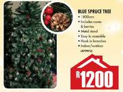Blue Spruce Tree