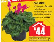 Cyclamen
