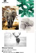 Moose Canvas 450mm X 600mm