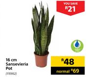16 cm Sansevieria Pot