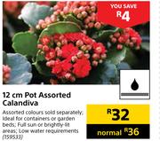 12 cm Pot Assorted Calandiva