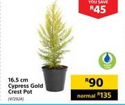 16.5 cm Cypress Gold Crest Pot