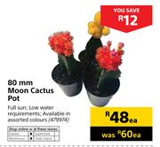 80mm Moon Cactus Pot-Each