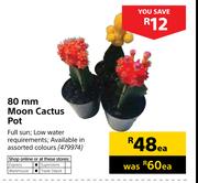 80mm Moon Cactus Pot-Each