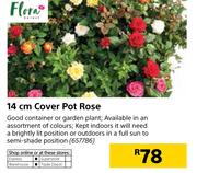 Flora 14cm Cover Pot Rose