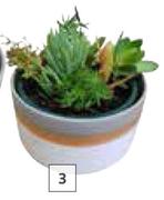 17.5cm Succulent Bowl-Each
