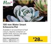Flora 100mm Water Smart Echeveria Pot-Each