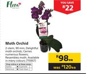 Flora Moth Orchid-Each