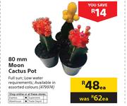 80mm Moon Cactus Pot-Each