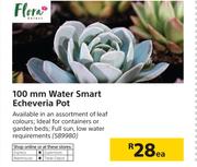 Flora 100mm Water Smart Echeveria Pot-Each