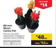 80mm Moon Cactus Pot-Each