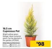 16.5cm Cupressus Pot
