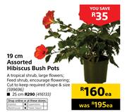 25cm Assorted Hibiscus Bush Pots-Each