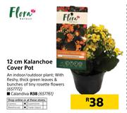 Flora 12cm Kalanchoe Cover Pot
