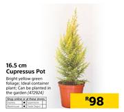 16.5cm Cupressus Pot
