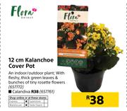 Flora 12cm Kalanchoe Cover Pot