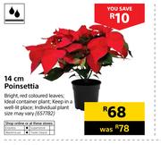 14cm Poinsettia