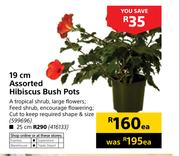 19cm Assorted Hibiscus Bush Pots-Each