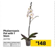 Phalaenopsis Pot With 1 Stem