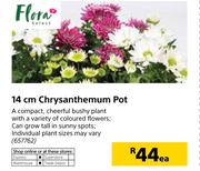 Flora 14cm Chrysanthemum Pot-Each