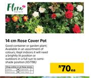Flora 14cm Rose Cover Pot-Each
