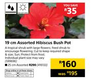 19cm Assorted Hibicus Bush Pot