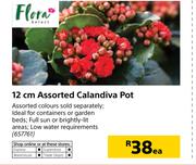 Flora 12cm Assorted Calandiva Pot-Each