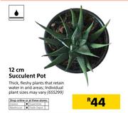 12cm Succulent Pot