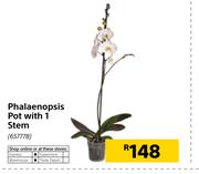 Phalaenopsis Pot With 1 Stem