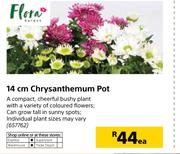 Flora 14cm Chrysanthemum Pot-Each