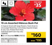 19cm Assorted Hibicus Bush Pot
