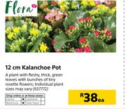 Flora 12cm Kalachoe Pot-Each