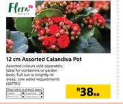 Flora 12cm Assorted Calandiva Pot-Each