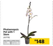 Phalaenopsis Pot With 1 Stem