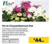 Flora 14cm Chrysanthemum Pot-Each