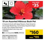 25cm Assorted Hibiscus Bush Pot