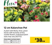 Flora 12cm Kalanchoe Pot-Each