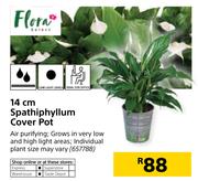 Flora 14cm Spathiphyllum Cover Pot
