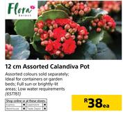 Flora 12cm Assorted Calandiva Pot-Each