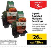 6 Pack Assorted Marigold Seedlings-Each