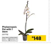 Phalaenopsis Pot With 1 Stem