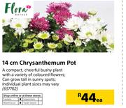Flora 14cm Chrysanthemum Pot-Each