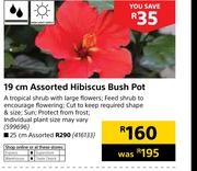 25cm Assorted Hibiscus Bush Pot
