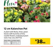 Flora 12cm Kalanchoe Pot-Each