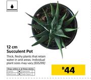 12cm Succulent Pot