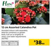 Flora 12cm Assorted Calandiva Pot-Each