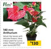 140mm Anthurium