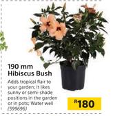 190mm Hibiscus Bush