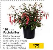150mm Fuchsia Bush